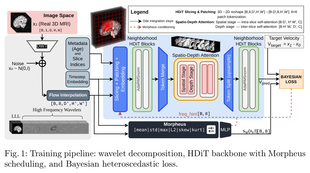 Training pipeline: wavelet decomposition, HDiT backbone with Morpheus scheduling, and Bayesian heteroscedastic loss.