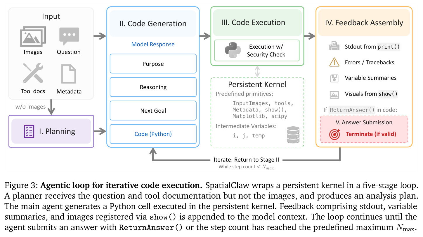 Agentic loop for iterative code execution. SpatialClaw wraps a persistent kernel in a five-stage loop. A planner receives the question and tool documentation but not the images, and produces an analysis plan. The main agent generates a Python cell executed in the persistent kernel. Feedback comprising stdout, variable summaries, and images registered via show() is appended to the model context. The loop continues until the agent submits an answer with ReturnAnswer() or the step count has reached the predefined maximum Nmax.