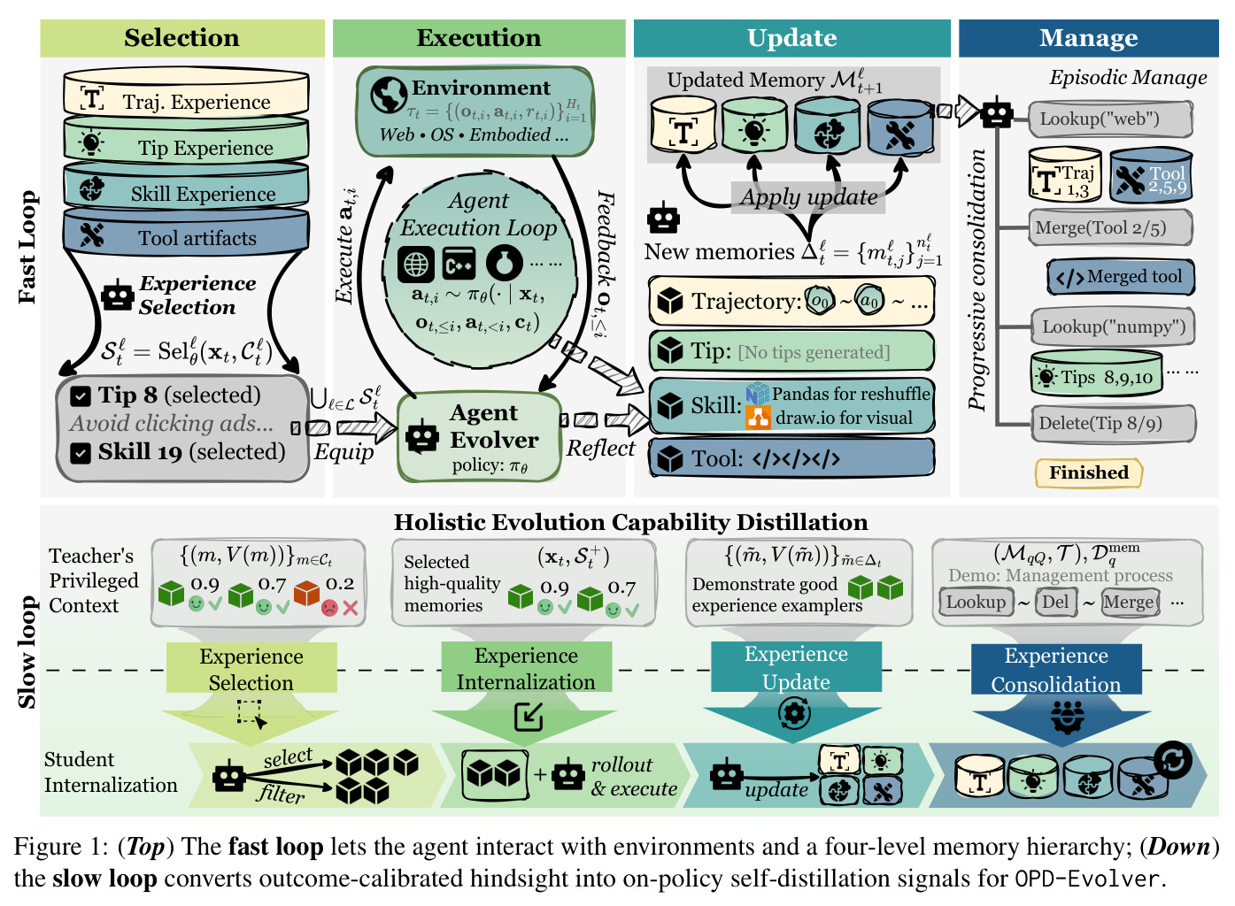 The fast loop lets the agent interact with environments and a four-level memory hierarchy; the slow loop converts outcome-calibrated hindsight into on-policy self-distillation signals for OPD-Evolver.