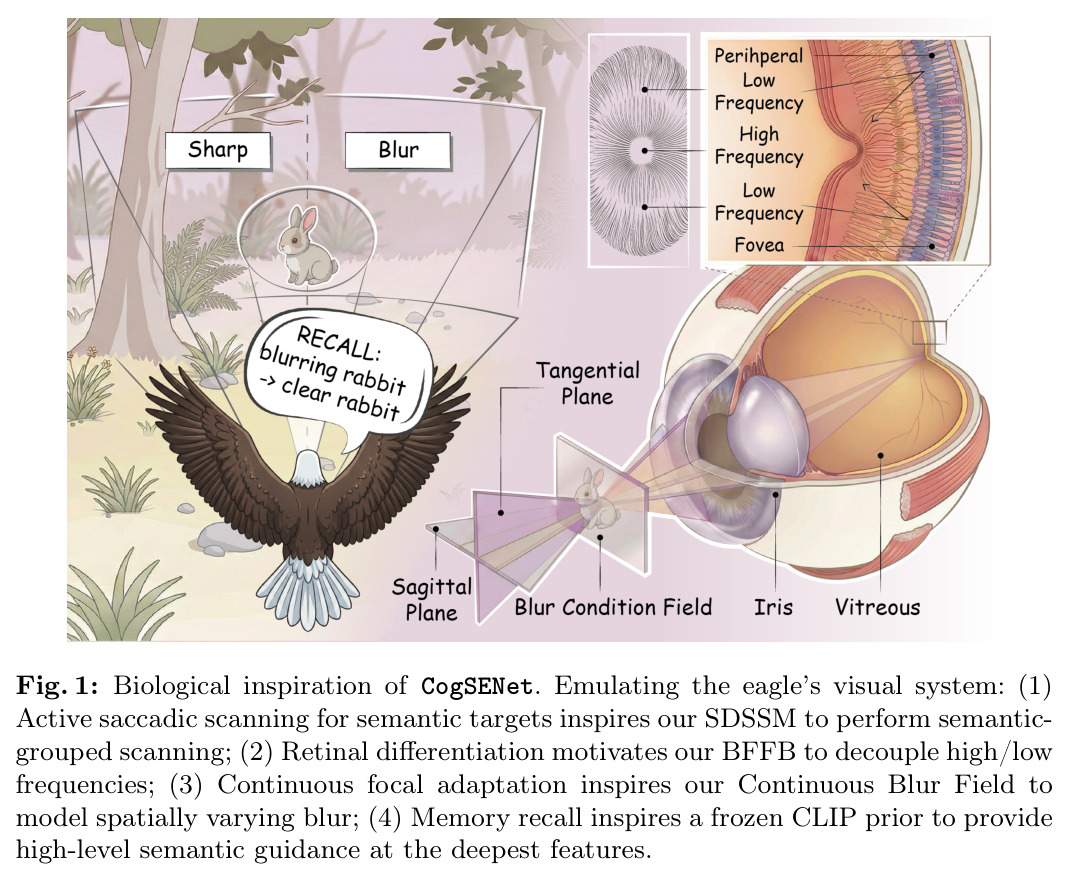 Biological inspiration of CogSENet