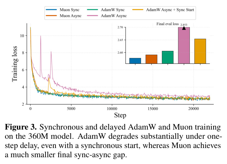 Synchronous and delayed AdamW and Muon training on the 360M model. AdamW degrades substantially under one-step delay, even with a synchronous start, whereas Muon achieves a much smaller final sync-async gap.