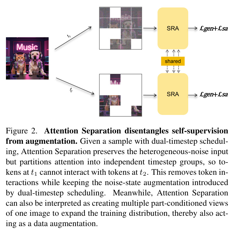 Attention Separation disentangles self-supervision from augmentation