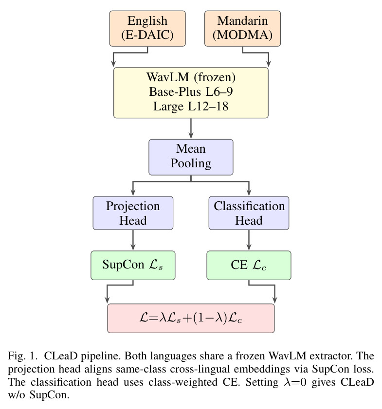 CLeaD pipeline. Both languages share a frozen WavLM extractor. The projection head aligns same-class cross-lingual embeddings via SupCon loss. The classification head uses class-weighted CE. Setting λ=0 gives CLeaD w/o SupCon.