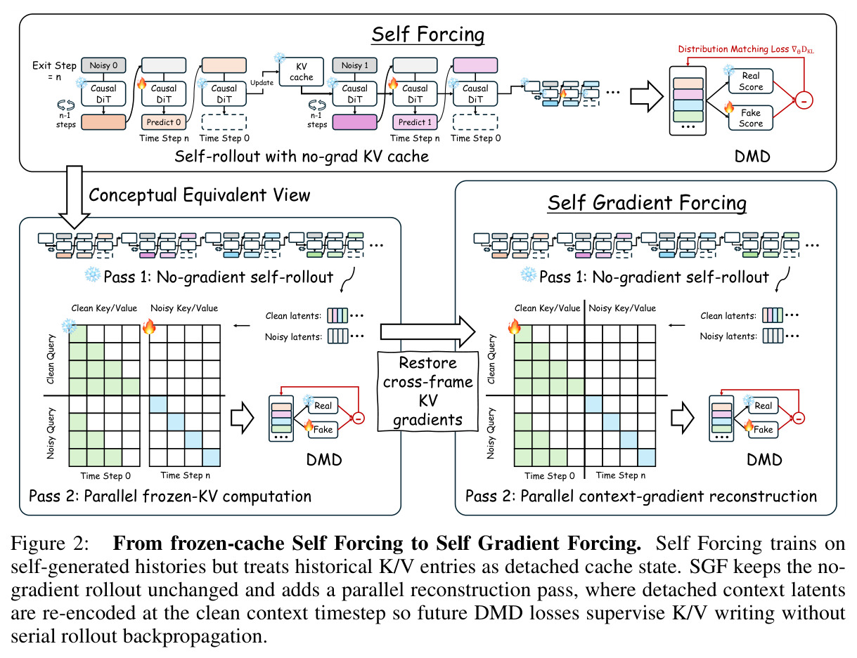 From frozen-cache Self Forcing to Self Gradient Forcing