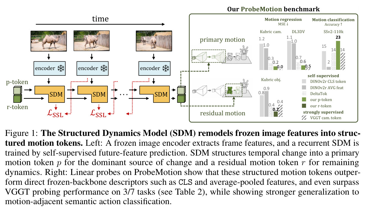 The Structured Dynamics Model (SDM) remodels frozen image features into structured motion tokens.