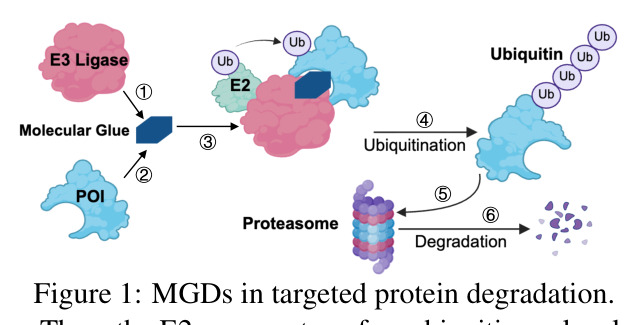 MGDs in targeted protein degradation