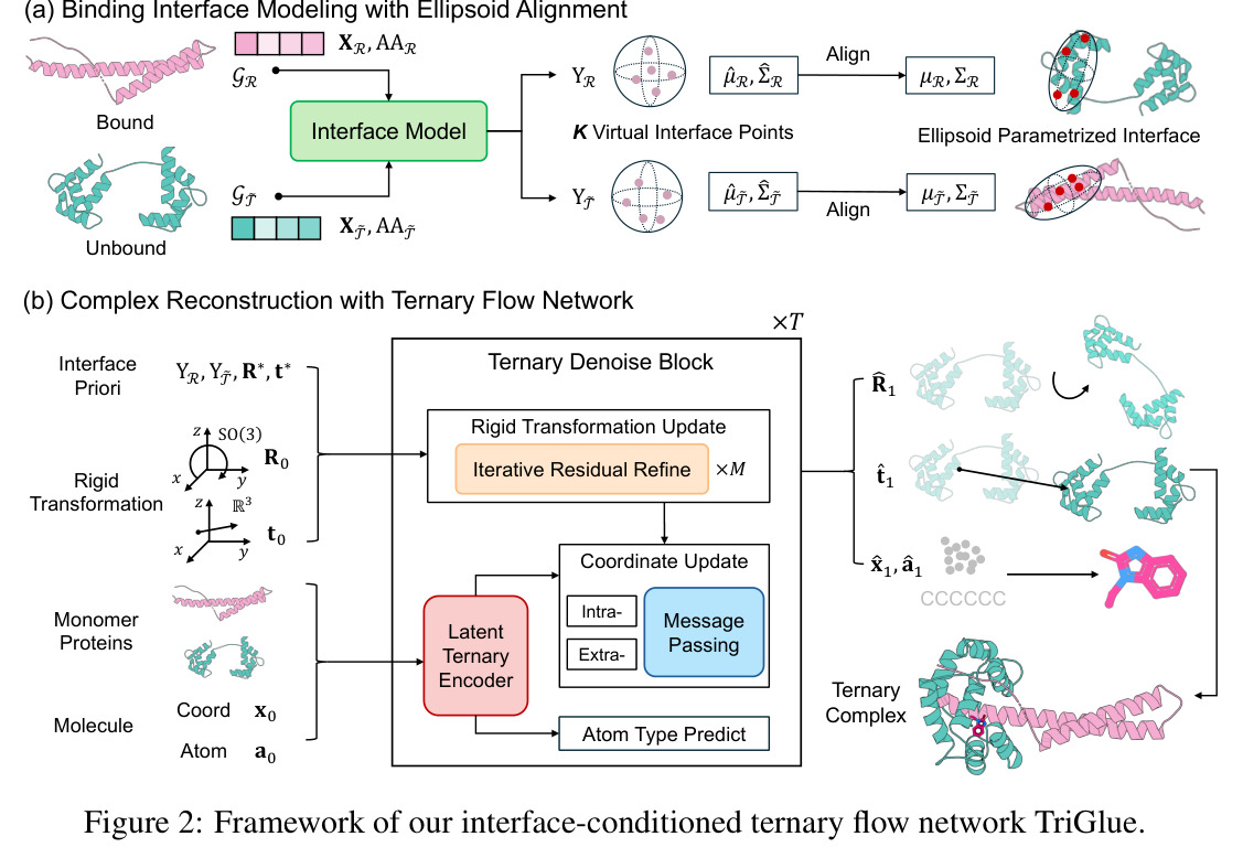Framework of our interface-conditioned ternary flow network TriGlue