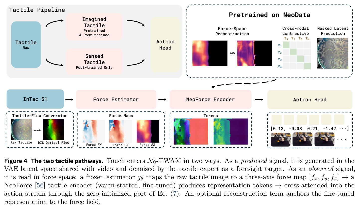 The two tactile pathways. Touch enters N0-TWAM in two ways.