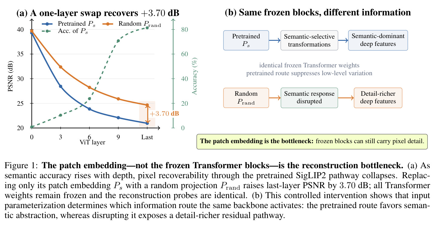 The patch embedding—not the frozen Transformer blocks—is the reconstruction bottleneck.