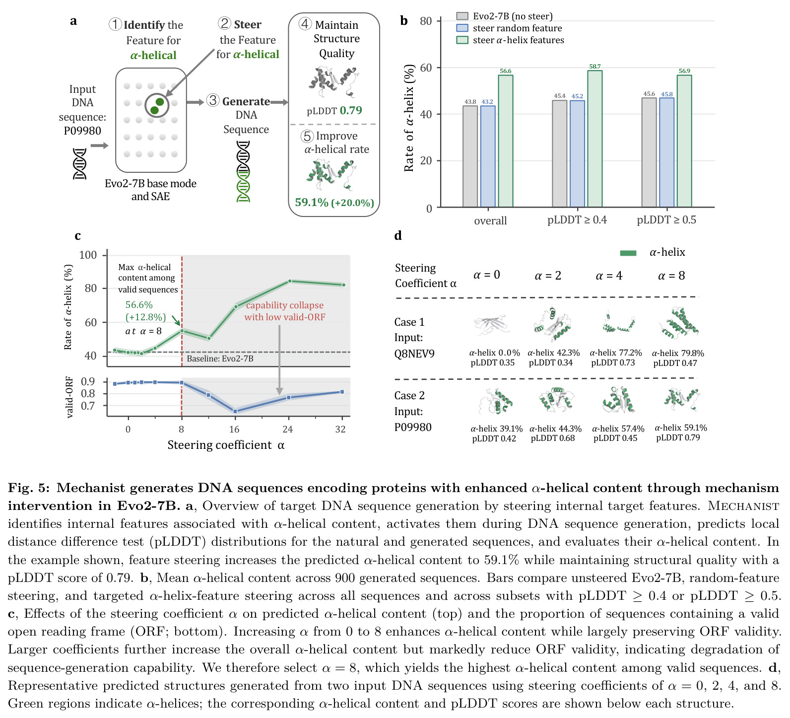 Mechanist generates DNA sequences encoding proteins with enhanced α-helical content through mechanism intervention in Evo2-7B