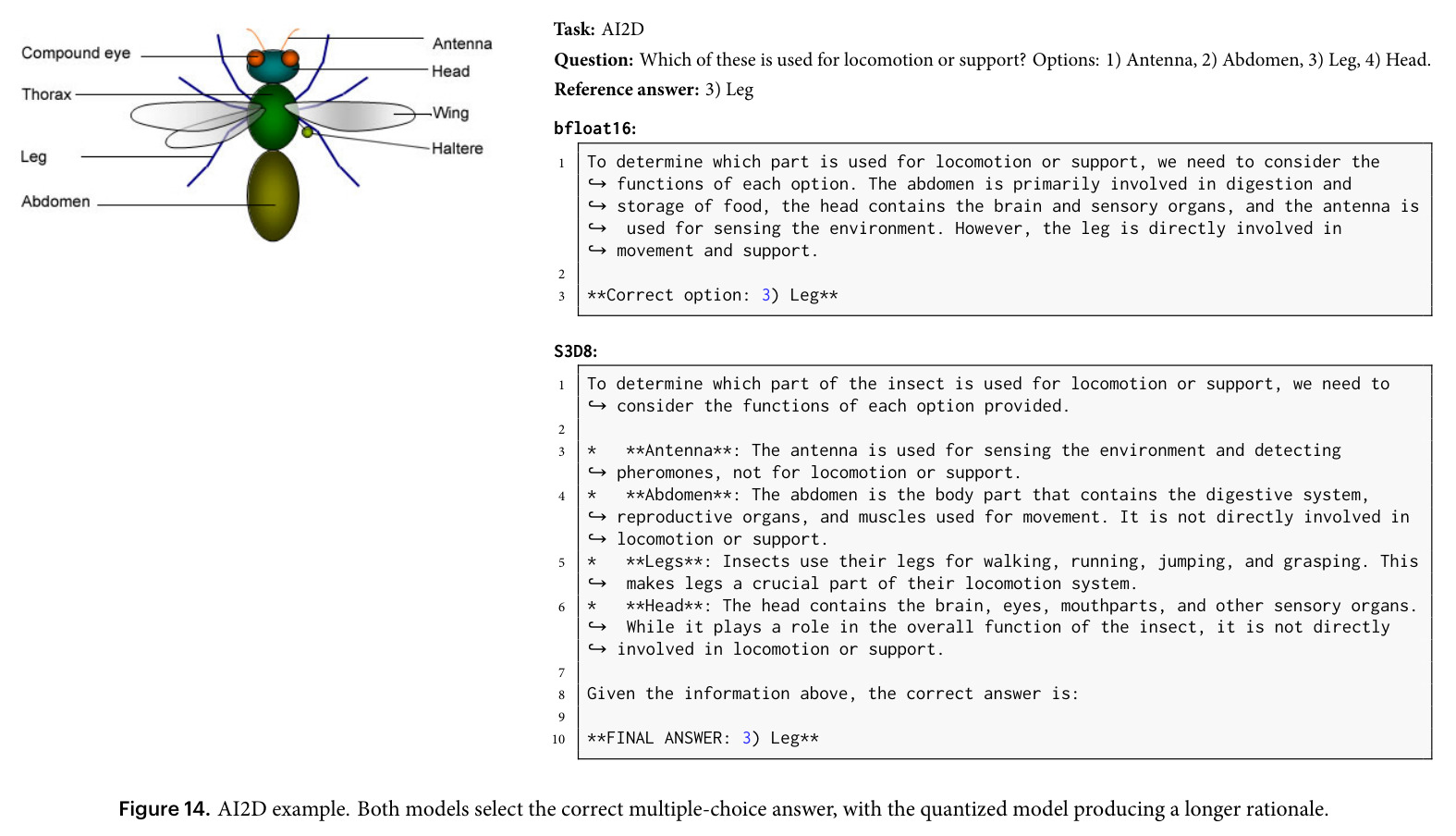 AI2D example. Both models select the correct multiple-choice answer, with the quantized model producing a longer rationale.