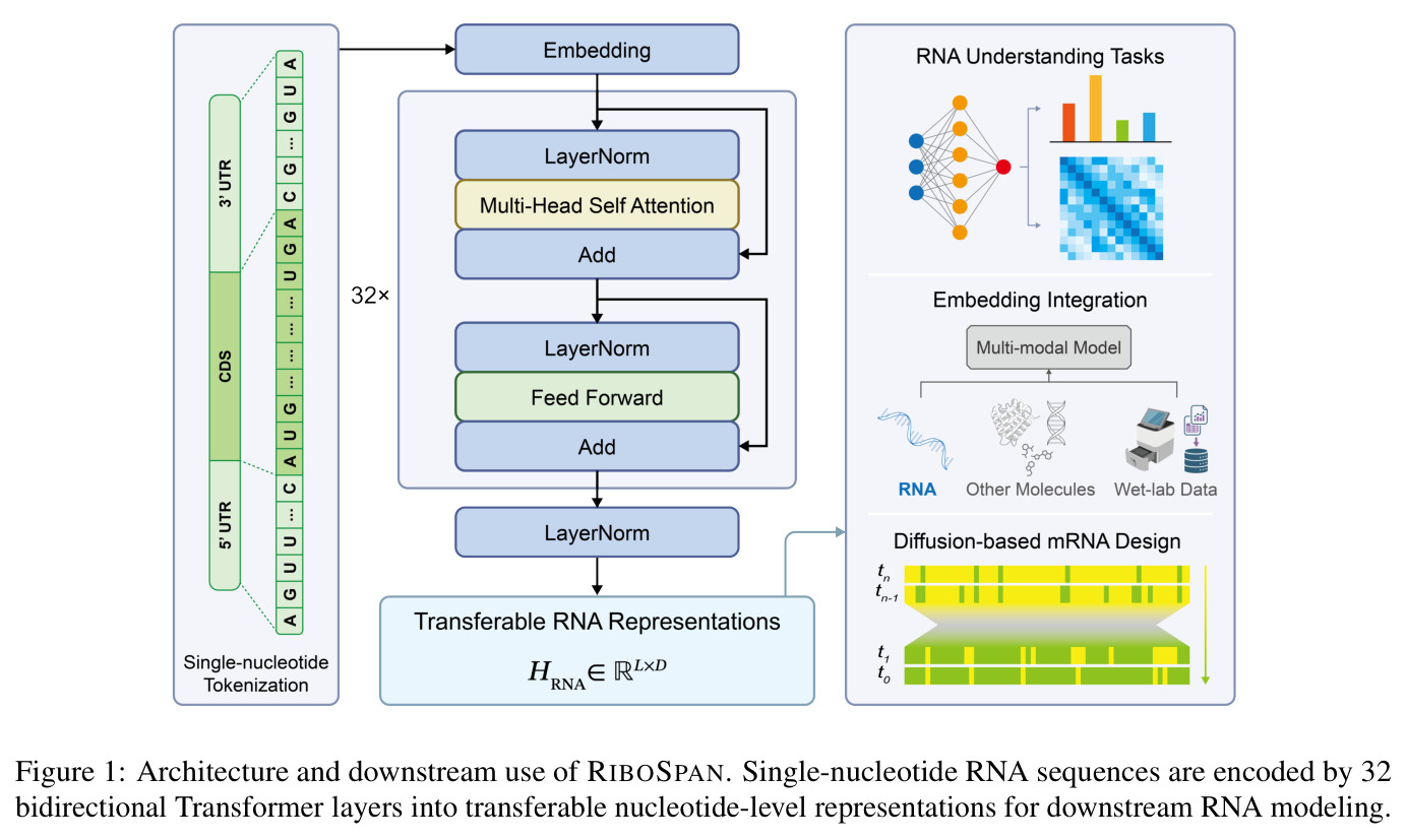 Architecture and downstream use of RIBOSPAN. Single-nucleotide RNA sequences are encoded by 32 bidirectional Transformer layers into transferable nucleotide-level representations for downstream RNA modeling.