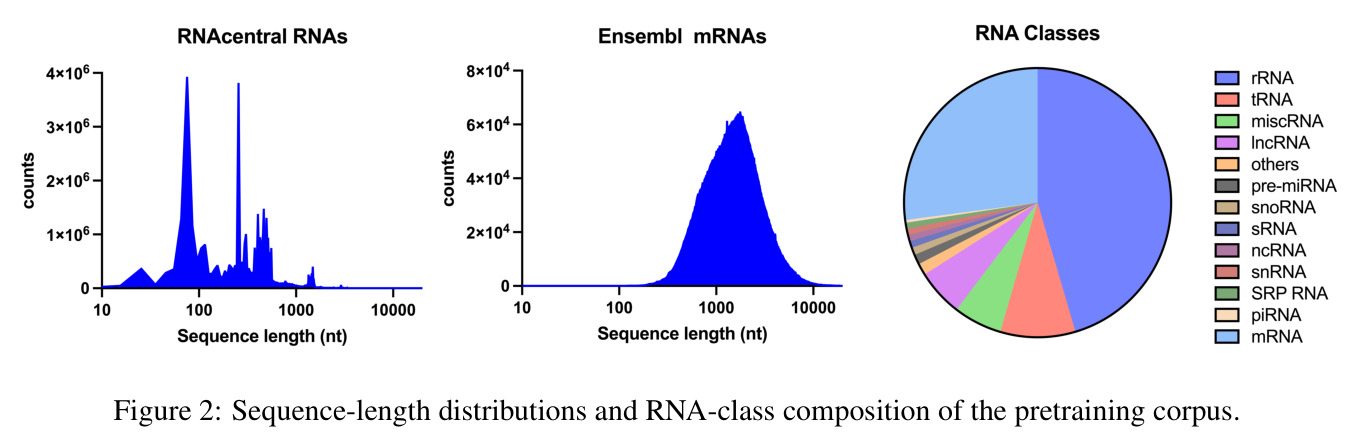 Sequence-length distributions and RNA-class composition of the pretraining corpus.