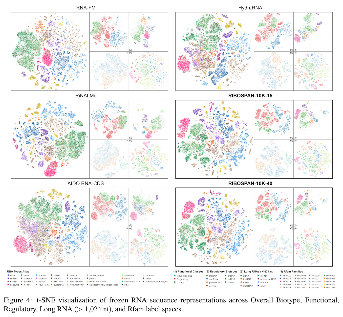 t-SNE visualization of frozen RNA sequence representations across Overall Biotype, Functional, Regulatory, Long RNA (> 1,024 nt), and Rfam label spaces.