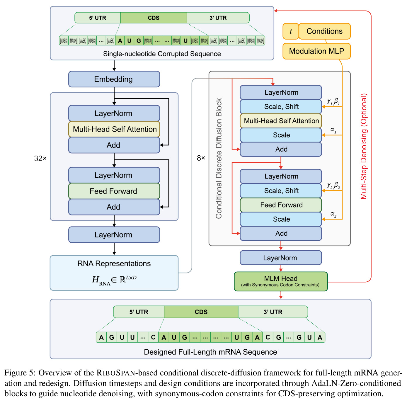 Overview of the RIBOSPAN-based conditional discrete-diffusion framework for full-length mRNA generation and redesign. Diffusion timesteps and design conditions are incorporated through AdaLN-Zero-conditioned blocks to guide nucleotide denoising, with synonymous-codon constraints for CDS-preserving optimization.