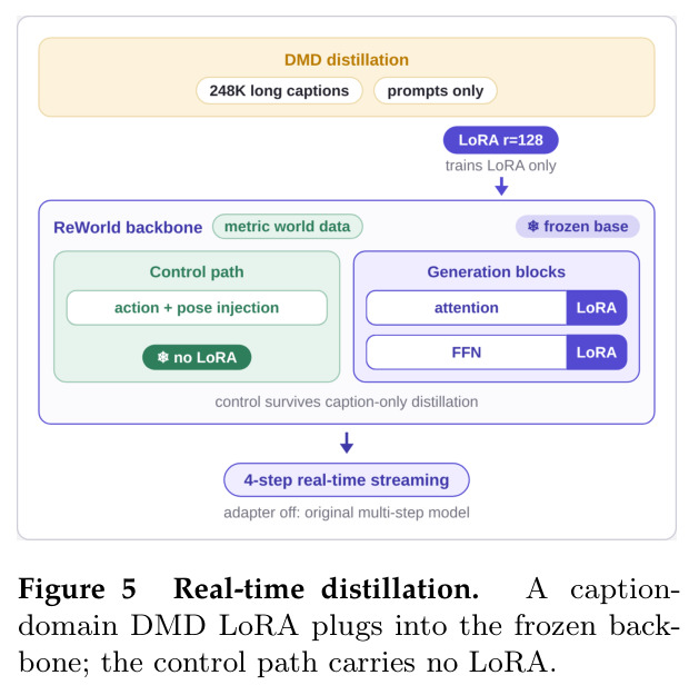 Real-time distillation. A caption-domain DMD LoRA plugs into the frozen backbone; the control path carries no LoRA.