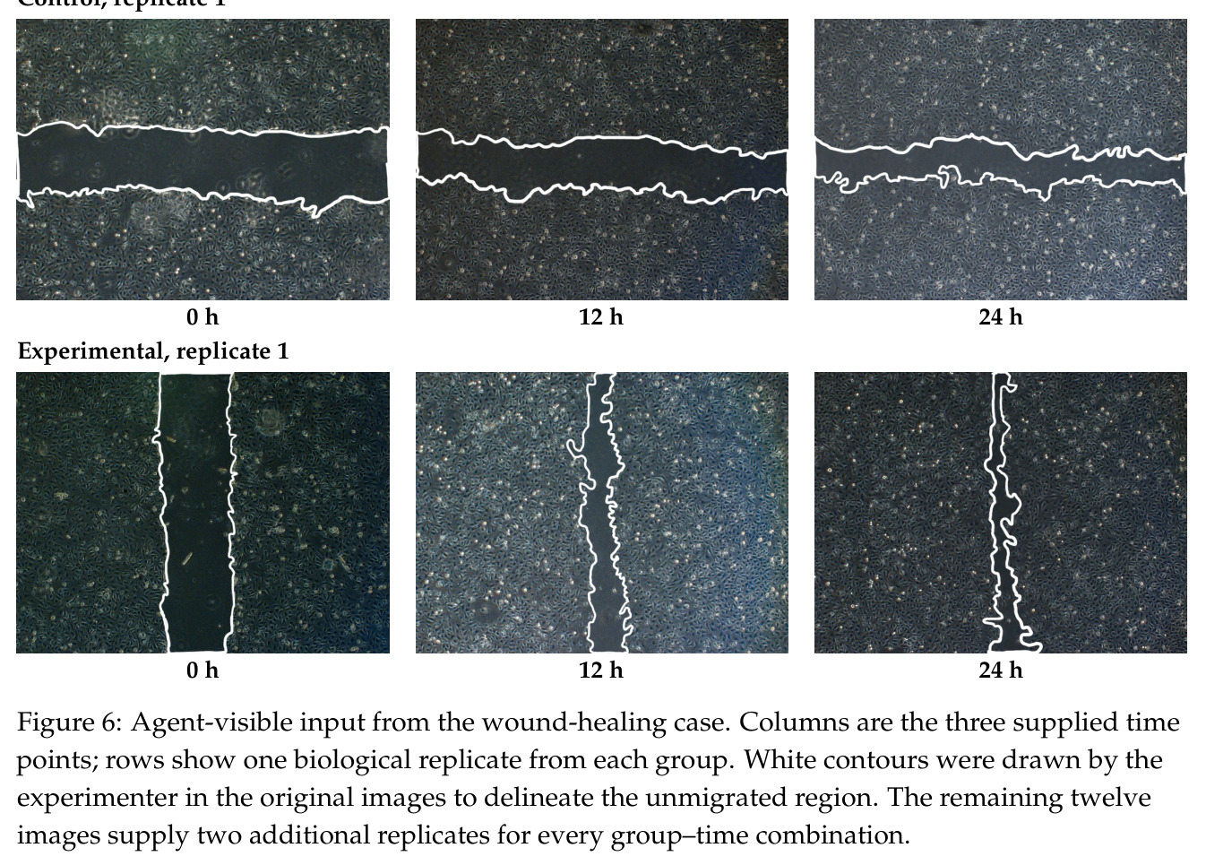 Agent-visible input from the wound-healing case.