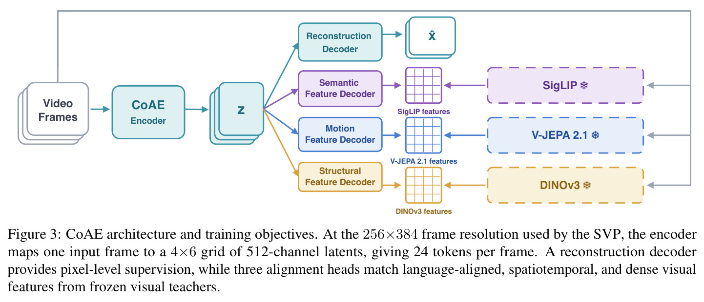CoAE architecture and training objectives.